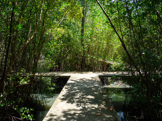 walk way through the mangrove forest stick sea