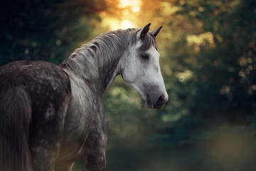 Portrait of a beautiful grey arabian horse in the forest.