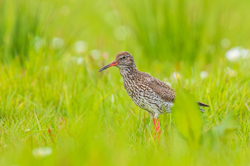 common redshank tringa totanus on a vibrant meadow