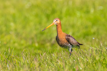 Black-tailed godwit Limosa Limosa foraging in a green meadow