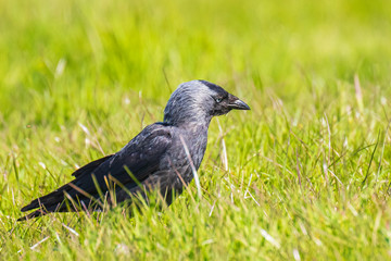 Closeup portrait of a Western Jackdaw bird Coloeus Monedula foraging in grass