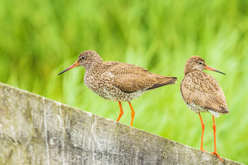 common redshank (tringa totanus) in farmland