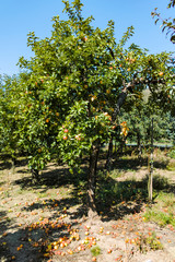Fototapeta na wymiar Eco farm with biological orchard, organic apples ripening on apple tree