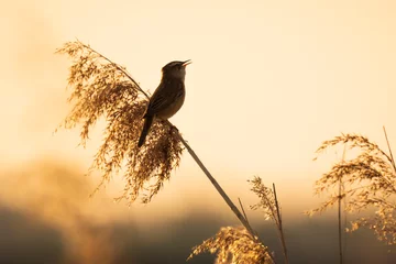  Euraziatische rietzanger Acrocephalus scirpaceus vogel zingen in riet tijdens zonsopgang. © Sander Meertins