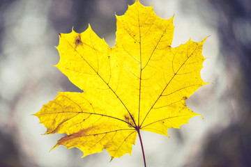 Closeup of one maple leaf in the sunlight of autumn forest. Indian summer season. Instagram style