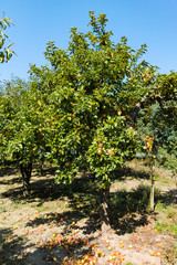 Fototapeta na wymiar Eco farm with biological orchard, organic apples ripening on apple tree