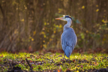 Great blue heron Ardea herodias walks in a forest