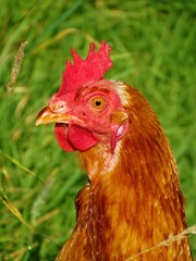 Brown chicken with green grass background