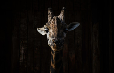 Retrato Girafa © Eduard