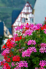 Colorful flowering geranium plants, street and house decoraion