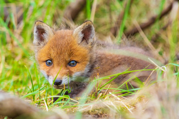 Wild baby red fox cub vulpes vulpes