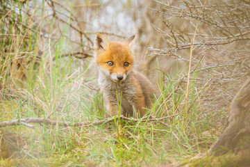 Wild baby red fox cub vulpes vulpes