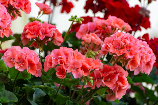 Colorful flowering geranium plants, street and house decoraion