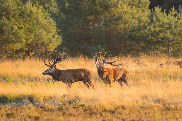 Fototapeta na wymiar Male red deer stag cervus elaphus, rutting during sunset