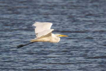 Great egret Ardea alba waterfowl closeup