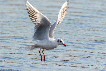 Black-headed gull, Chroicocephalus ridibundus, catching a fish