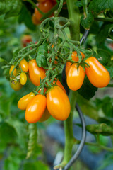 Vine of ripe yellow grape tomatoes ready to eat