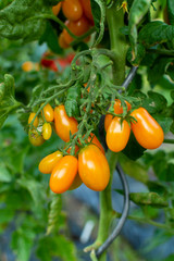 Vine of ripe yellow grape tomatoes ready to eat