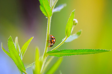 Ladybug or ladybird insect climbing