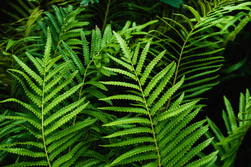 Close up Cyathea podophylla fern leaves.