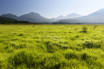 Fototapeta premium 緑輝く美しい草原