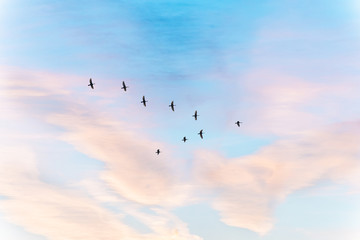 Migratory birds flying in the shape of v on the soft and blur pastel colored sky background. gradient clouds on the beach resort. nature. sunrise.  peaceful morning.Instagram toned style