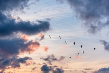 Migratory birds flying in the shape of v on the soft and blur pastel colored sky background. gradient clouds on the beach resort. nature. sunrise.  peaceful morning.Instagram toned style