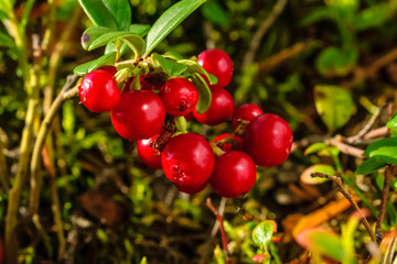 Bunch of wild ripe red forest  lingonberries on bush