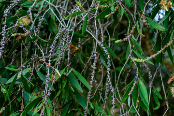 Close up of Melaleuca quinquenervia tree.