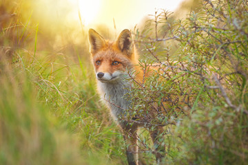 Wild red fox Vulpes Vulpes evening sunset