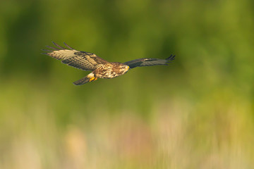 Common buzzard, Buteo buteo bird of prey , in flight, touching down and hunting