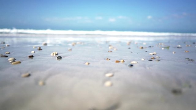 Cinematic seascape slow motion shot - shells on the sand. Beautiful close up on the beach