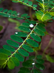 leaf with water drops