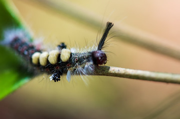 small caterpillar and mushroom in the wet forest at rainy season
