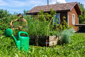 Woman works on growing vegetables in garden at summer cottage