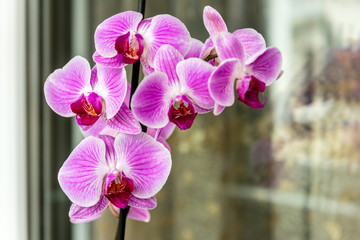 Orchid on the windowsill on the balcony