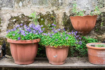 Fototapeta na wymiar flower pots on shelf with purple campanula flowers, against broken concrete wall