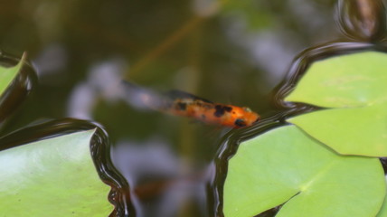 Small orange fish