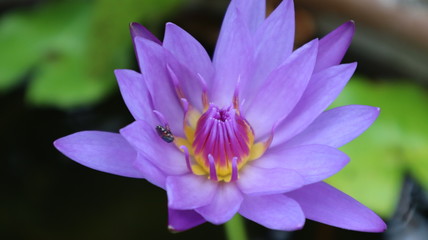 Fototapeta na wymiar Purple lotus