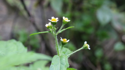 flower in the garden