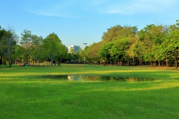 Puddle on green grass in park, City forest.