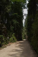 Fototapeta na wymiar Sentiero nel bosco