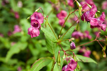 Fiori Balsamina