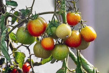 Branch with unriped Glacier  tomatoes