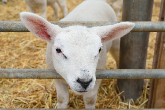 closeup image of a lamb looking at the viewer
