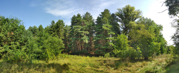 Fototapeta na wymiar beautiful natural landscape. panorama with forest. tall pines and needles