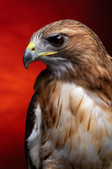 Red Tailed Buzzard / Hawk - Birds of Prey