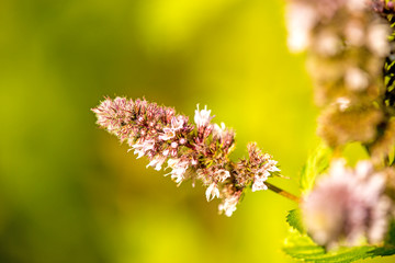 peppermint with flower in summer