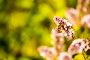 tachinid fly on a flower of a peppermint in summer in Germany