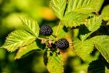 blackberries, ripe fruits on its bush in summer in Germany